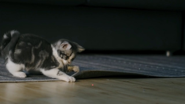 Amazon | HHOLOVE O SITTER 猫用スマート見守りロボット 自動給餌器 AI